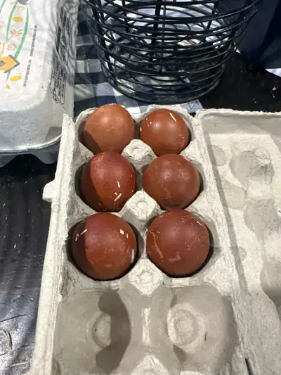 Maran x Ameraucana hatching eggs, View more