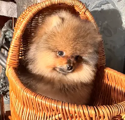 FREE delivery November 7. Contact for details. If the ad is up he is available. Pictures updated Nov...