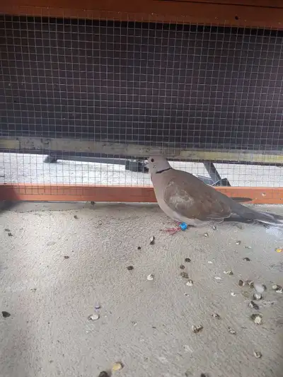 ring neck dove boys, View more