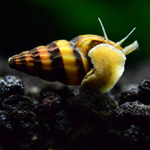 Nerite Snails That Actually Clean Your Tank in Fish for Rehoming in Kitchener / Waterloo - Image 11