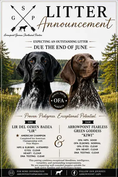 CKC German Shorthaired Pointers, View more