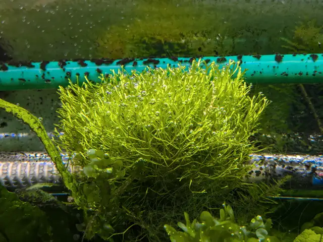 Crystalwort (Riccia fluitans) for sale (SOLD OUT) in Fish for Rehoming in Markham / York Region - Image 4