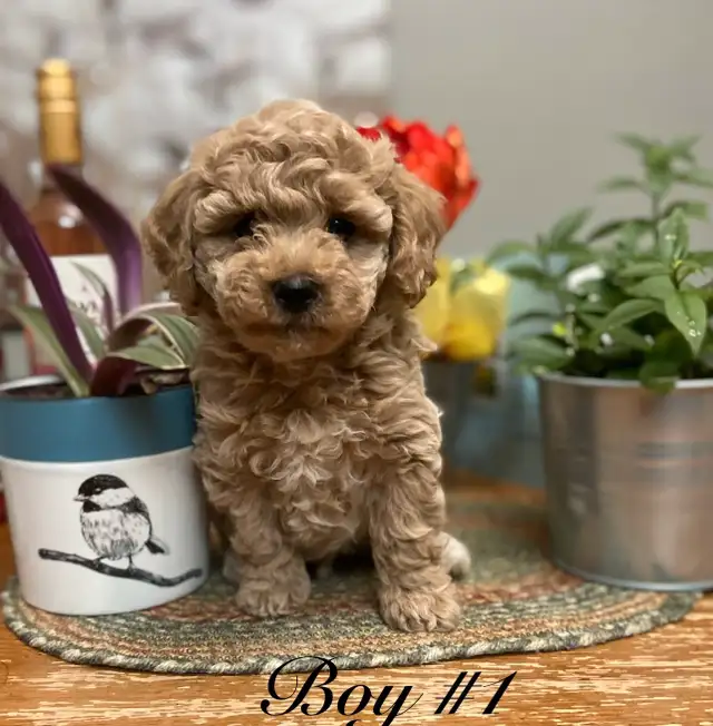 Adorable Bichonpoo’s! ♥️4 males Available. in Dogs & Puppies for Rehoming in St. Albert - Image 2