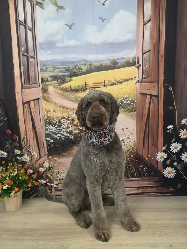caniche royal (poodle) in Dogs & Puppies for Rehoming in Laurentides - Image 9