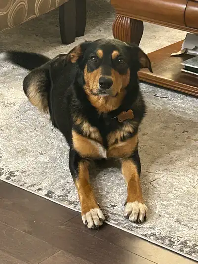 ADOPTION NEEDED - LOVING HOME FOR HOLLY ❤️, View more
