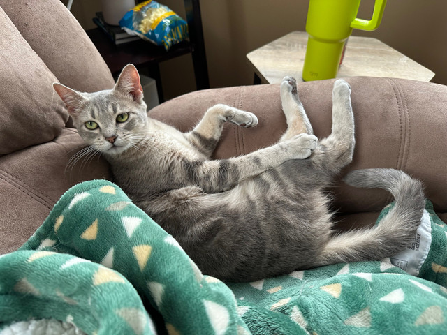 Grey tabby in Cats & Kittens for Rehoming in Strathcona County