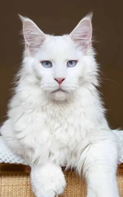 Purebred Maine Coon kittens, View more