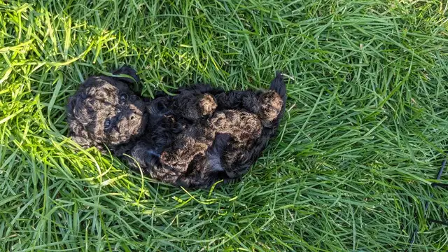 Last one: playful very tiny black toy poodle pup, male in Dogs & Puppies for Rehoming in Ottawa - Image 5