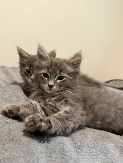 Maine Coon cross Kittens!, View more