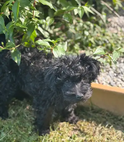Schnoodle Puppy, View more