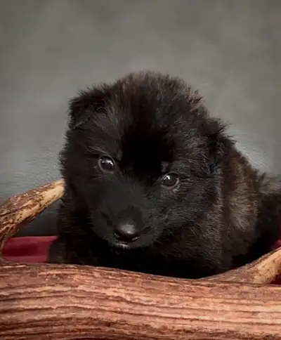THE ULTIMATE SHEPSKY (TAMASKAN), View more