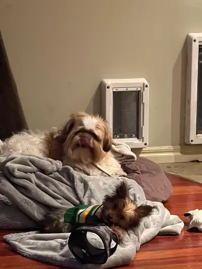 Home cleaner & assistance, View more