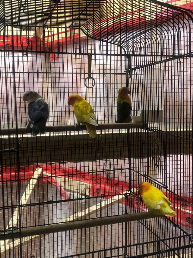 Fisher Lovebirds | Birds for Rehoming | Markham / York Region | Kijiji
