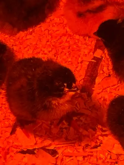 Green and blue layer chicks for sale (straight run). Hatch date April 4th. 9 available.