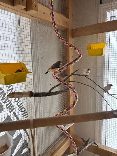 Zebra finches- $25 for normals, $30 for white.