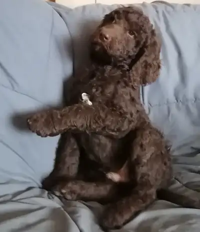 Purebred Standard Poodle Puppies, View more