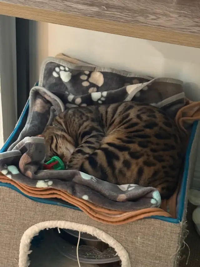 Chat mâle Bengal in Cats & Kittens for Rehoming in City of Montréal - Image 6