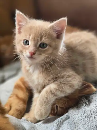 Male kitten looking for a loving home, View more