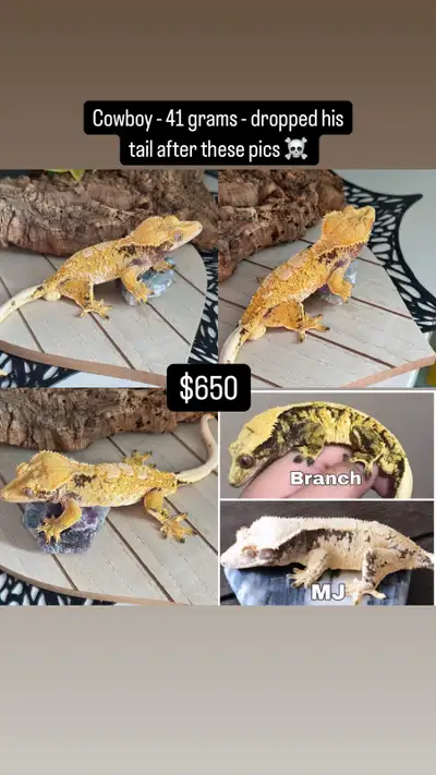 high end tri colour crested gecko, View more