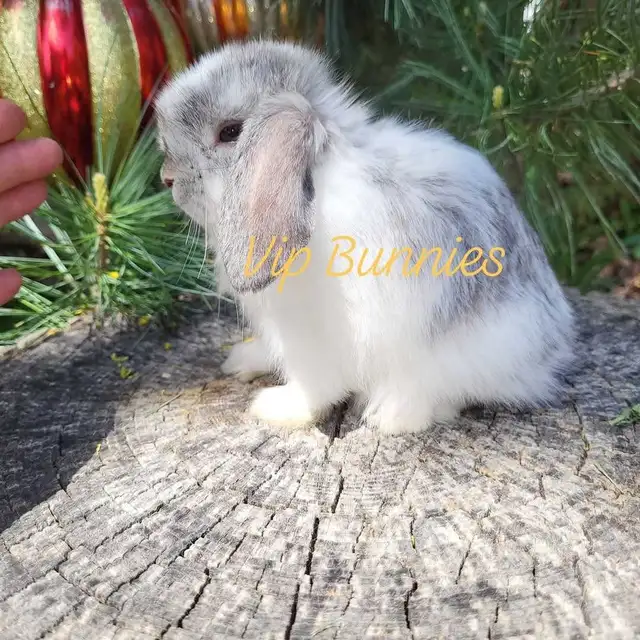 NETHERLAND DWARF,  LIONHEAD, HOLLAND LOP, MINI REX BUNNIES in Small Animals for Rehoming in Gatineau - Image 11