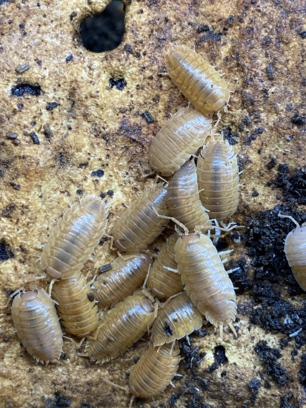Orange Laevis Isopods - Great Value in Reptiles & Amphibians for Rehoming in Ottawa