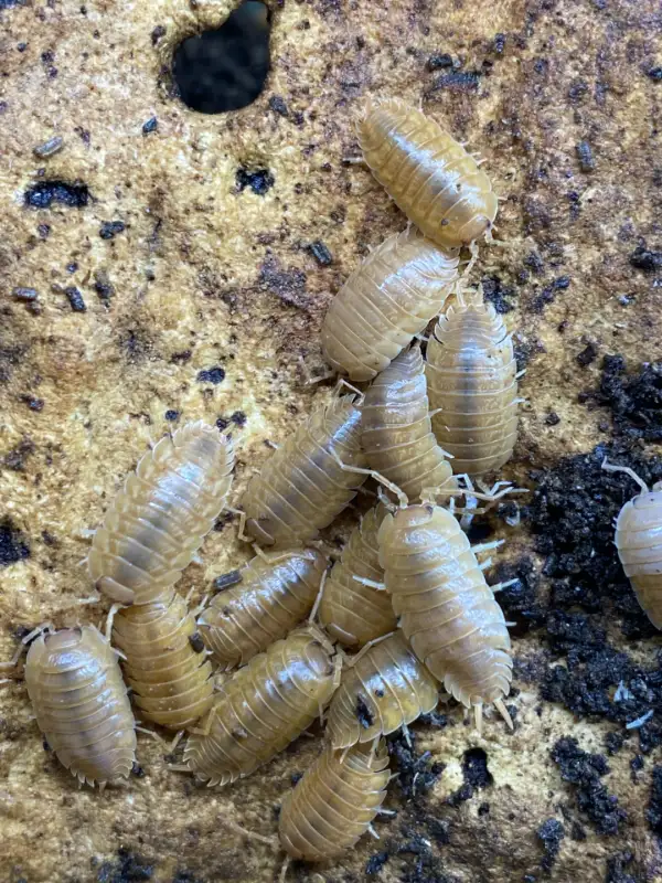 Orange Laevis Isopods - Great Value in Reptiles & Amphibians for Rehoming in Ottawa - Image 2