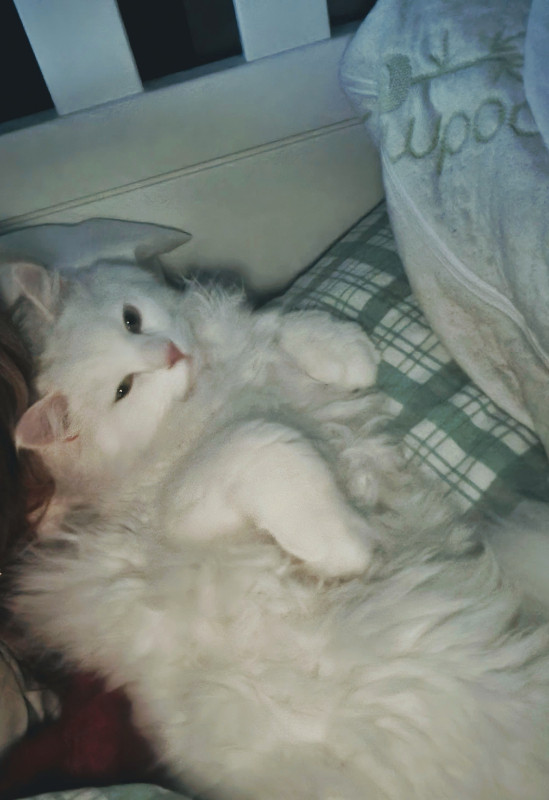 Persian cross Ragdoll amazing cat Cats & Kittens for Rehoming Red Deer Kijiji