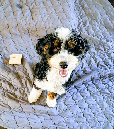 Mini bernedooodles waitlist open!, View more
