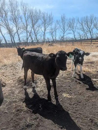 Angus/Holstine Calves , View more