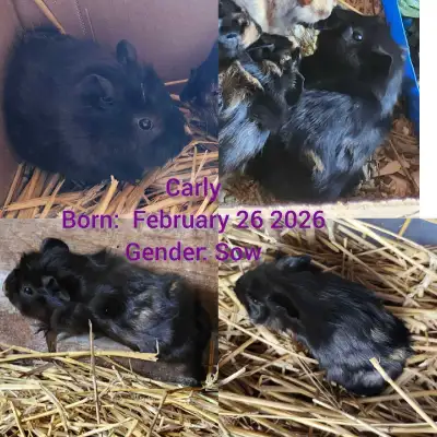 Female Guinea Pig Babies, View more