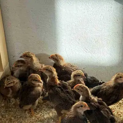Welsummer Pullets, View more