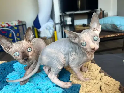 Sphynx Kittens – Rare Type, Highly Social, Home Raised, View more
