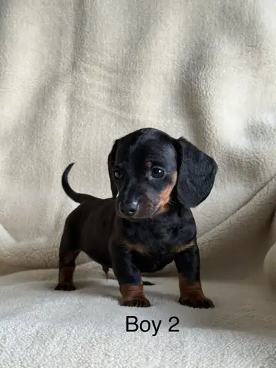 Dachshunds pups, View more