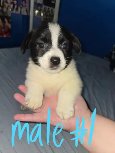 sweet puppies SELLING FAST, View more