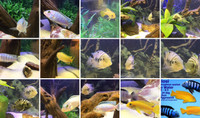 FISH FOR SALE CICHLIDS - Pickering 