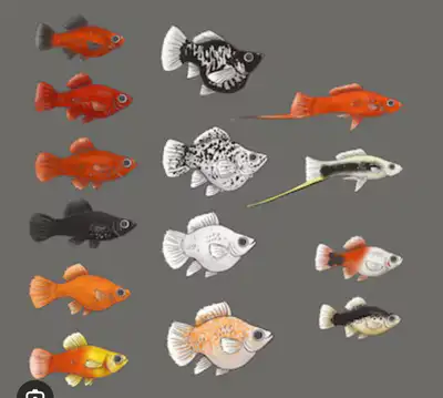 ISO Molly, Platty & Guppy, View more