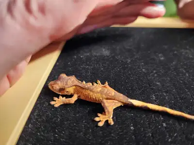 Baby crested geckos , View more