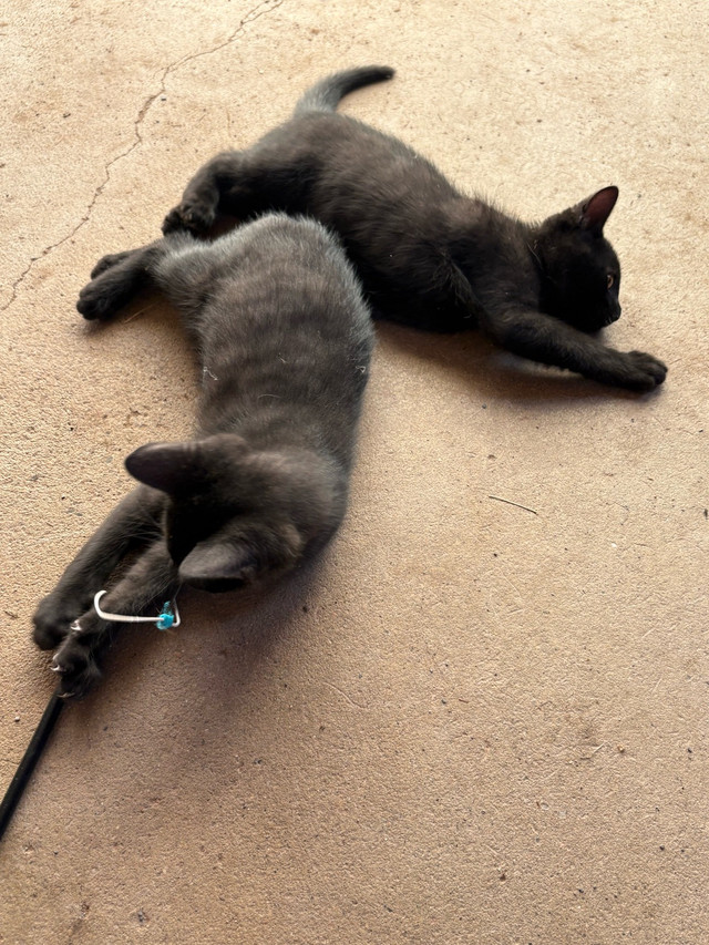 2 Male kittens looking for their furever home in Cats & Kittens for Rehoming in Fredericton - Image 2