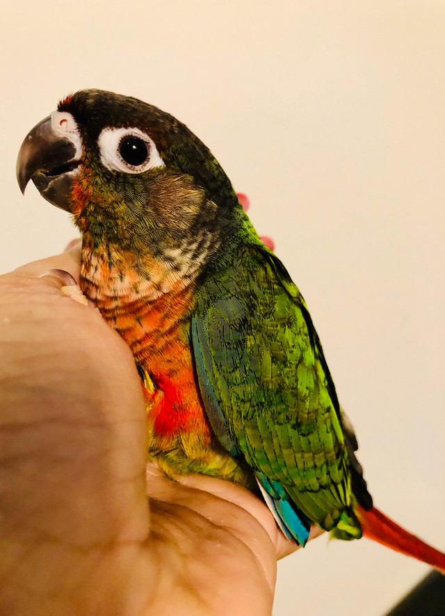Handfed Baby Conures in Birds for Rehoming in Kitchener / Waterloo - Image 3