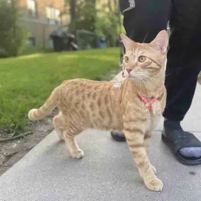 His name is Jaguar. He is almost 3 years old. He is bengal mix (Bristish short hair). He was spayed....