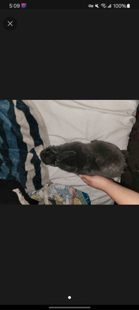 Male rabbit