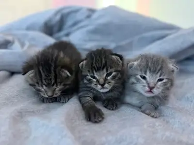cat for sale , View more