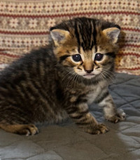 Male kitten 