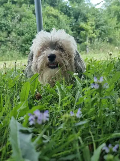 1 yr old Registered Female Havanese, View more