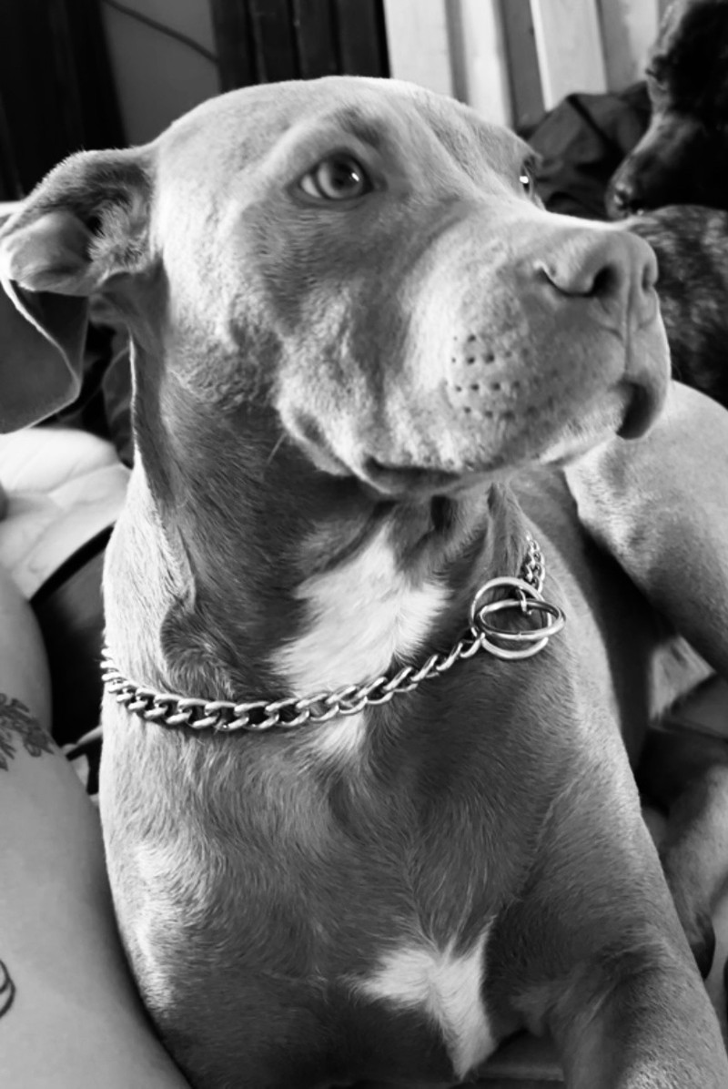 Puppy for rehoming Dogs & Puppies for Rehoming London Kijiji