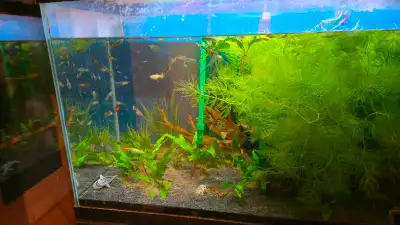 Aquarium complet avec meuble obo, View more