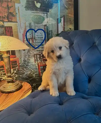 White German Shepherd golden doodle puppies, View more