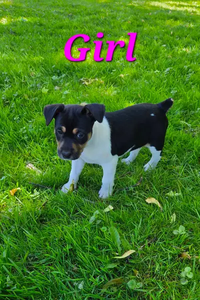 Decker Terrier Puppies for Sale, View more