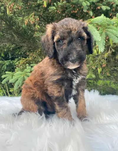 Registered Standard Poodle Puppies, View more