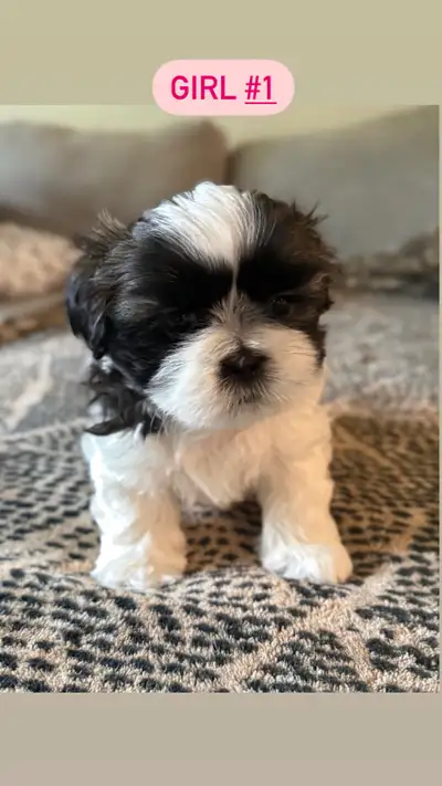 Shihtzu Puppies , View more